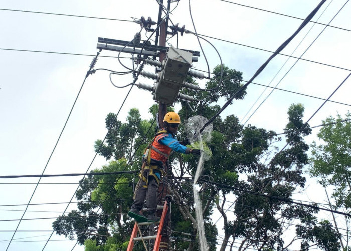 Strategi Preventif PLN Amankan Jaringan Listrik dari Potensi Gangguan Satwa di Bengkulu