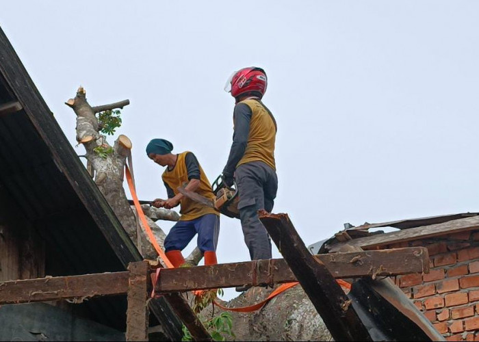 Jalan Sempit dan Pemukiman Padat Penduduk sempat Menyulitkan Tim Evakuasi Pohon Kapuk Tumbang