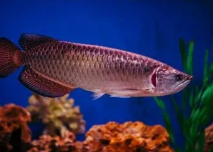 Trik Terbaru Merawat Ikan Arwana yang Populer di Kalangan Penggemar Hewan Peliharaan