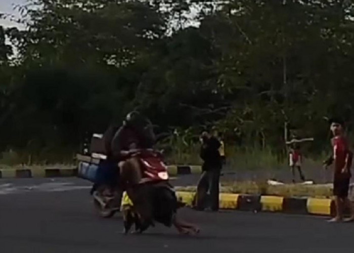Joging Ditengah Exit Tol Simpang Celikah Kayuagung, Puluhan Anak-anak ini Membahayakan Pengendara! 