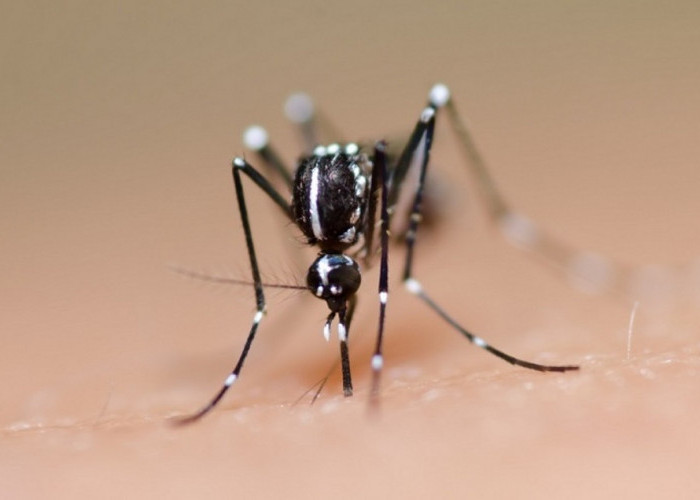 DBD, Penyakit Ditakuti di Balik Gigitan Nyamuk! Kenali 3 Cara Penularan yang Mungkin Kamu Tidak Tahu!