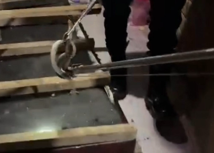 Ular Cobra Didalam Rumah Warga  Berhasil Diamankan