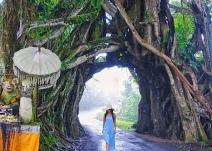 Bukan Pohon Biasa: Ini Pohon-Pohon Seram Yang Ada Di Indonesia Yang Dipercaya Dihuni Mahluk Gaib