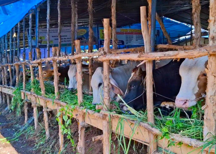 Ini Nih 2 Sapi Kurban Primadona Pembeli di Palembang Jelang Iduladha 1446 H