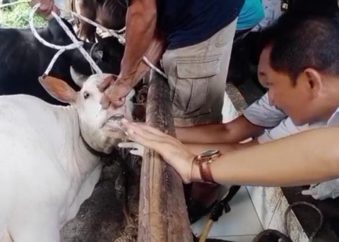 TPHP Muba Sidak, Temukan Hewan Kurban Belum Cukup Umur