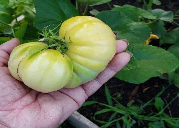 White Tomato: Jarang Digunakan, Padahal Ampuh Untuk Kesehatan Kulit