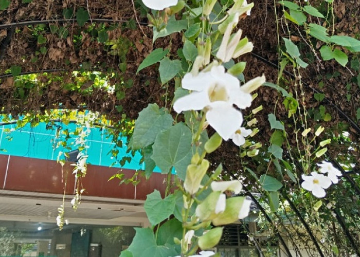 Bunga Thunbergia Putih, Tanaman Rambat yang Cantik Menarik Serangga dan Bermanfaat bagi Kesehatan