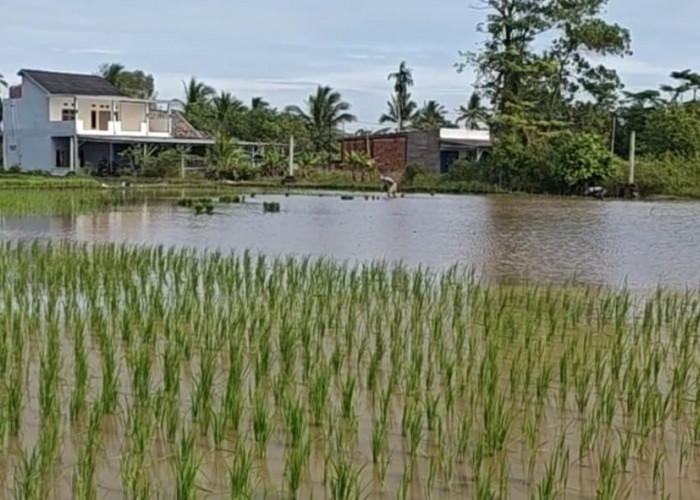 Sawah Tergenang Akibat Hujan Lebat, Petani Palembang Hadapi Risiko Gagal Tanam
