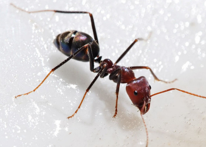 Terganggu dengan Kehadiran Semut di Rumahmu? Lakukan Cara Ini untuk Mengusirnya