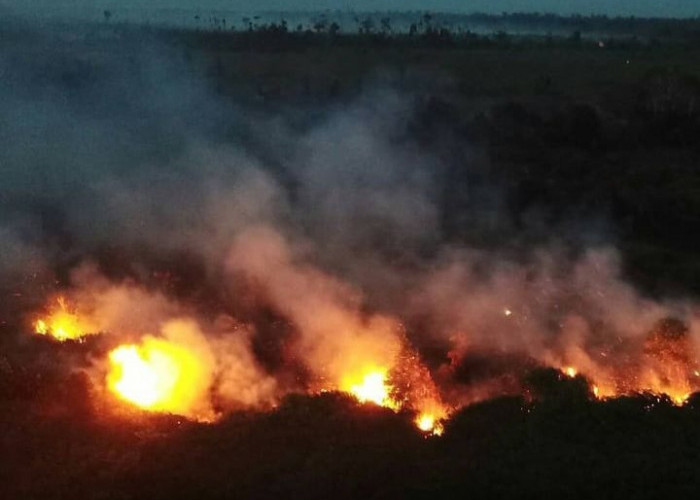 Kebakaran Hutan dan Lahan: Ancaman Global yang Memerlukan Tindakan Segera