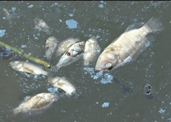 Puluhan Ribu Ikan Mati Mendadak, Petani Merugi Puluhan Juta Rupiah
