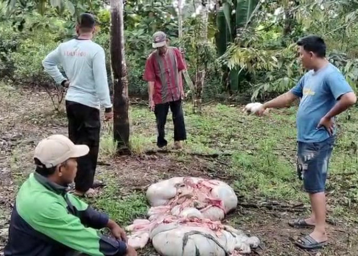 Peternak Banyuasin Ketakutan, Pencurian Sapi dengan Modus Penjagalan Kian Meresahkan