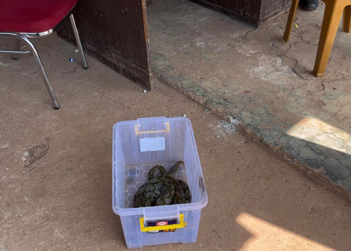 Sigap Evakuasi Ular Piton Masuk ke Rumah, Petugas Damkar PALI Dapat Apresiasi Warga
