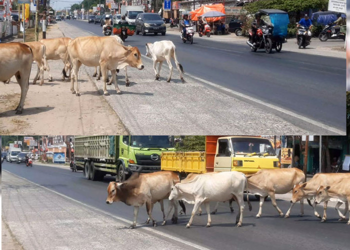 Gegara Sapi Menyeberang, Kecelakaan Beruntun 3 Mobil di Jalintim Indralaya