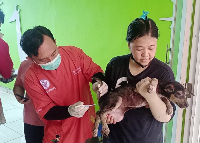 Gencarkan Vaksinasi Rabies dan Sterilisasi untuk Kendalikan Populasi Anjing di Sumatera Selatan