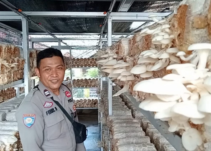 Mang Bhabin Lawang Kidul Budidaya Jamur Tiram dan Cemilan 