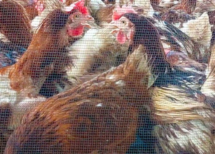Pasar Pangkalan Balai: Ayam Merah Banyak Diminati Pembeli untuk Hidangan Idulfitri Bersama Keluarga