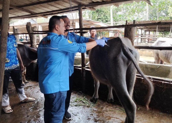 Ini Langkah Disbunak OKI Selamatkan Kerbau Pampangan dari Kepunahan