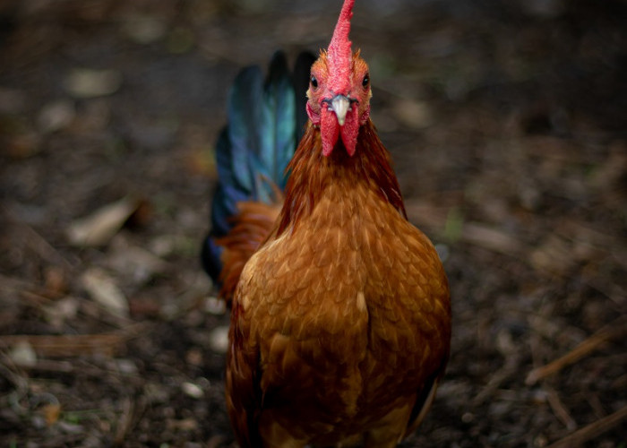 Mitos Masyarakat Sumsel : Ayam Berkokok Tengah Malam Pertanda Ada Gadis Hamil di Luar Nikah.