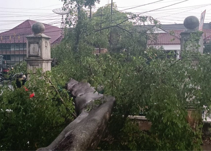 Pohon Tumbang di Halaman Parkir Pengadilan Negeri Tumbang Akibat Hujan Deras dan Angin Kecang