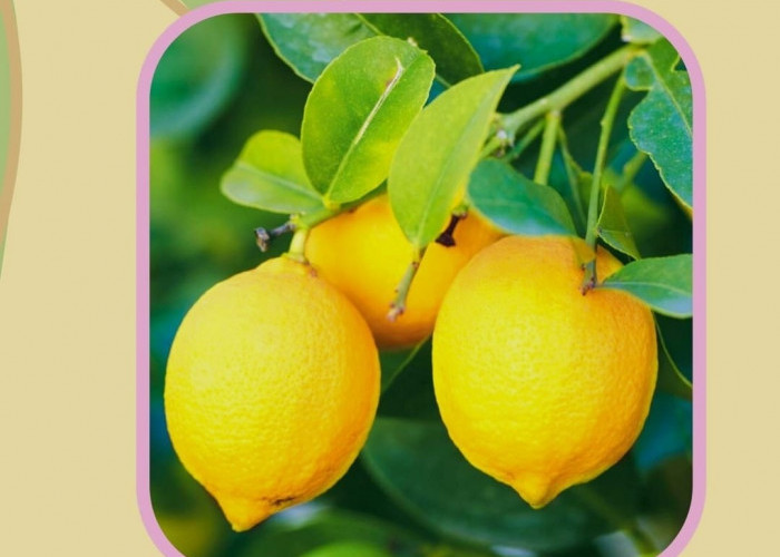 Wow! Ternyata Kulit Jeruk Lemon Sangat Berkhasiat dan Banyak Keutamaan Kulit Jeruk Lemon untuk Kesehatan