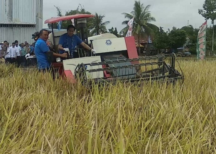 BBM Naik, Harga Sewa Traktor Panen Beratkan Petani di Desa Tanjung Jati