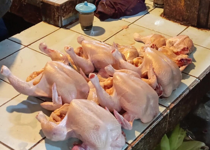 Jelang Natal dan Tahun Baru, Harga Ayam Potong di Palembang Masih Stabil