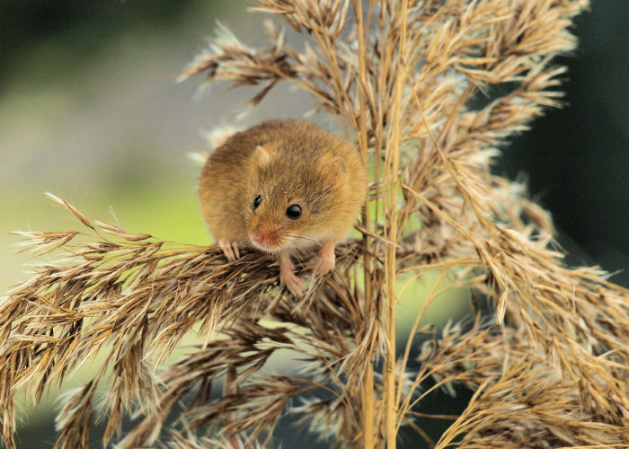 Strategi Cerdas dalam Menghadapi Serangan Tikus pada Lahan Pertanian Padi