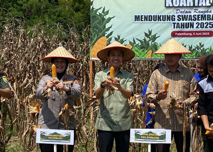 Ratu Dewa Ikuti Panen Raya Jagung Serentak Dukung Swasembada Pangan 