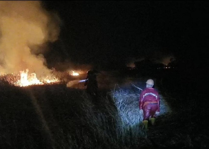 5 Hektare Lahan di Sumsel Terbakar, Aktivitas Manusia Diduga Jadi Penyebab
