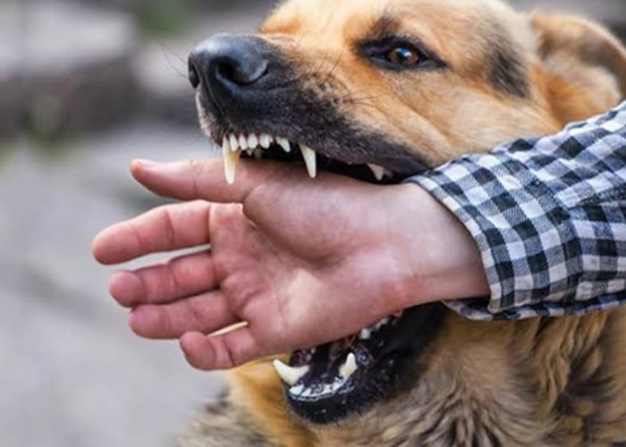 Jangan Sepelehkan Gigitan Anjing yang Terkena Rabies, Ini Bahayanya