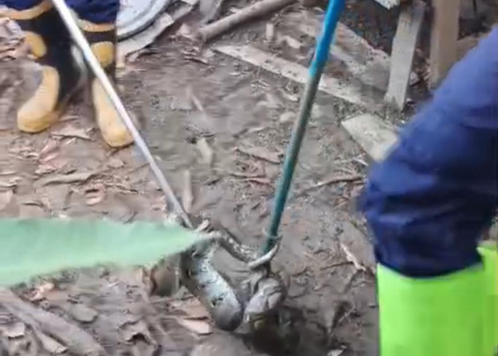 Petugas Damkar PALI Tangkap Ular Sanca 3 Meter di Kandang Ayam Warga
