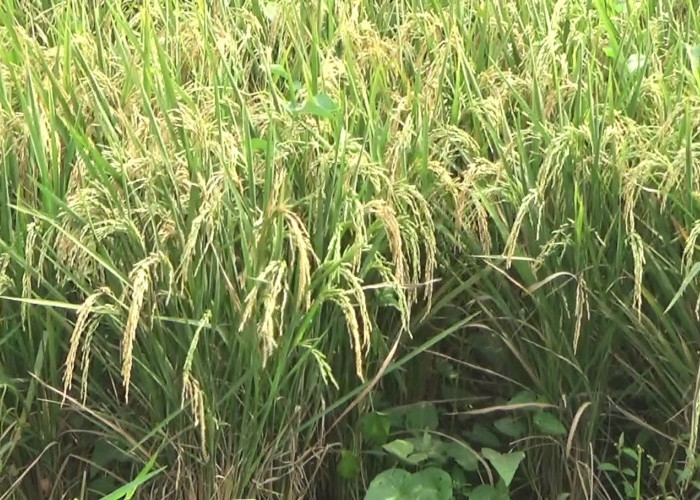 Produksi Padi Sumsel Capai 3,4 Juta Ton GKG hingga September 2025