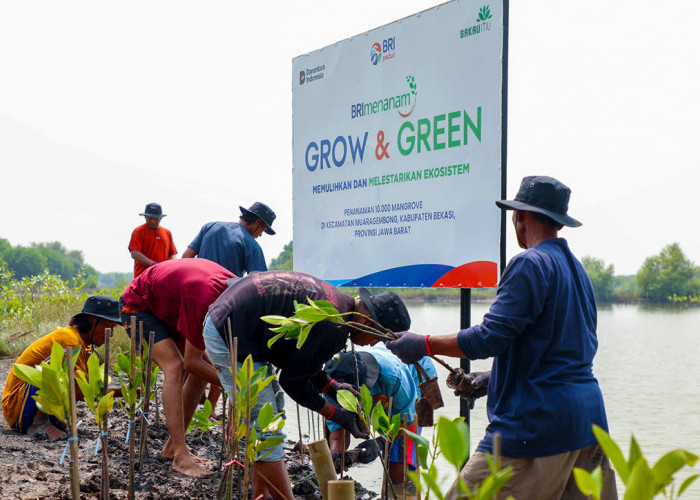 Hari Mangrove Sedunia: Komitmen BRI Kian Tegas Selamatkan Lingkungan Melalui Perbaikan Ekosistem Pesisir