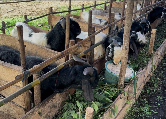 Menjelang Idul Adha, Penjualan Hewan Kurban di Talang Ubi Meningkat Signifikan