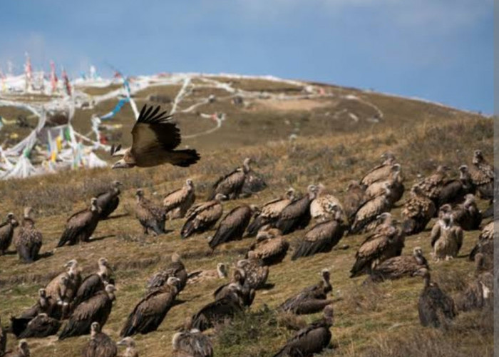 Ritual Unik Pemakaman Langit di Tibet, Jenazah Menjadi Santapan Burung