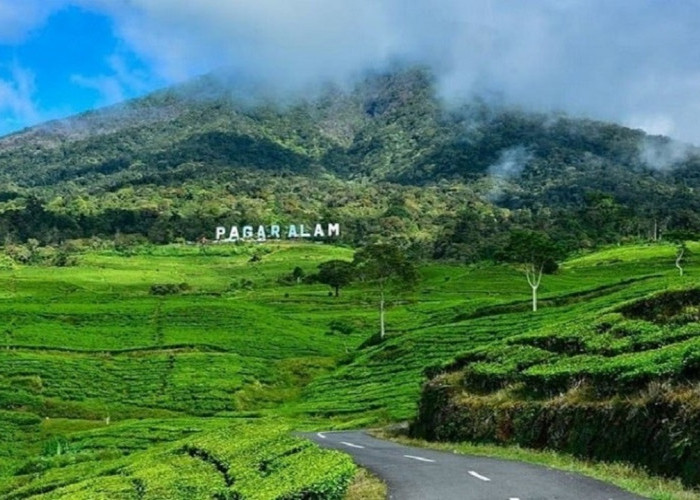 Gunung Dempo, Tujuan Pendaki Dengan Perkebunan Teh di Puncak Pegunungan