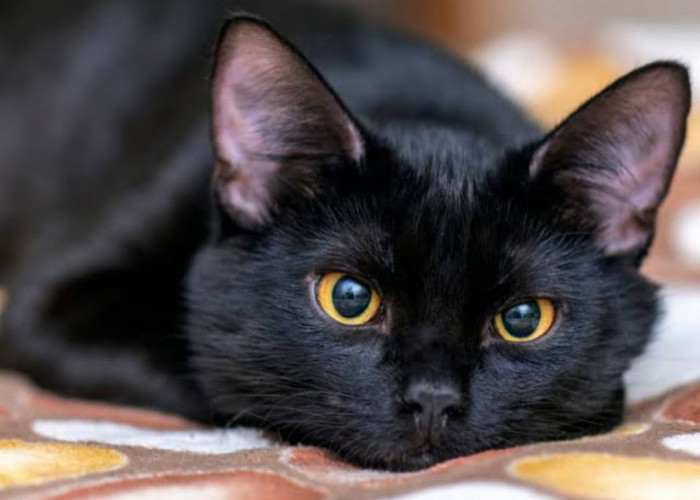 Mitos Kucing Hitam yang Melegenda