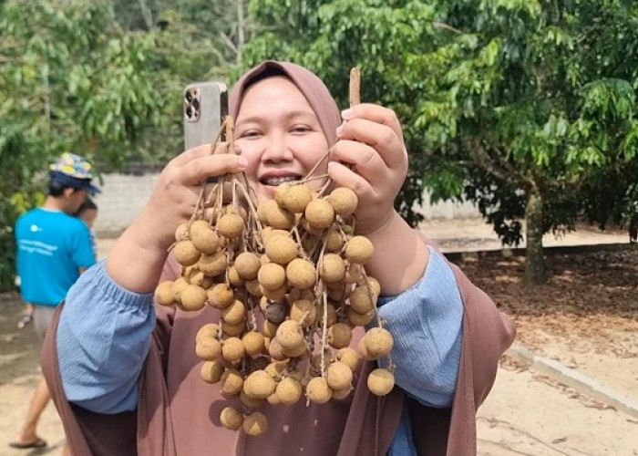 Kelengkeng Desa Trikarya Belitang 3 Dagingnya Tebal Bijinya Kecil Beraroma Durian