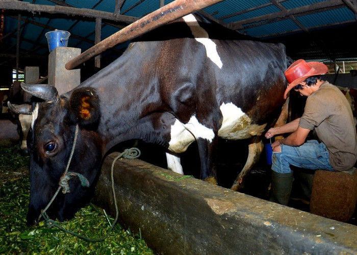 Klasterku Hidupku dari BRI Berhasil Dorong Klaster Susu di Ponorogo Tingkatkan Kapasitas Produksi 