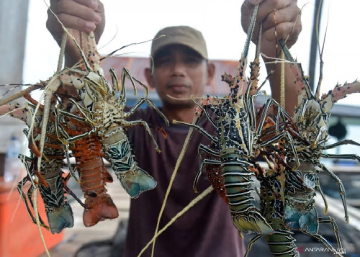 Indonesia Gandeng Vietnam Jadi Pemain Lobster Dunia