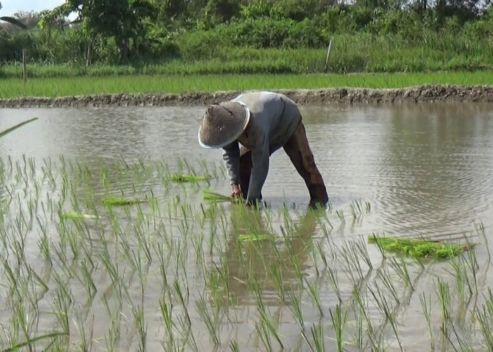 Memasuki Musim Kemarau Petani di Gandus Mulai Menanam Padi