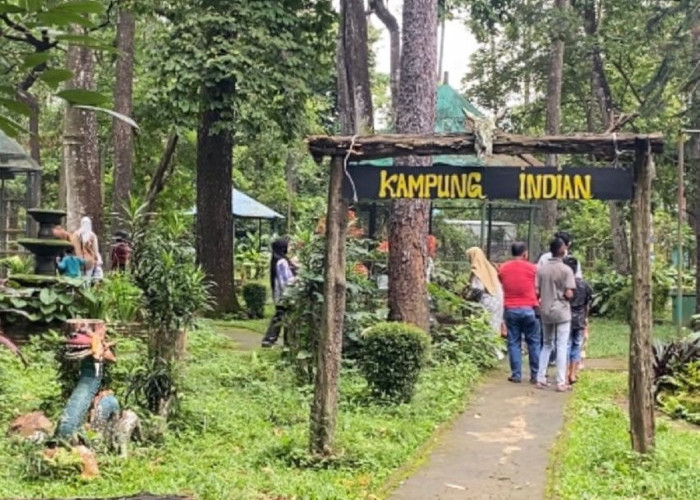 Nikmati Momen Libur Dengan Suasana Asri Hutan Pinus