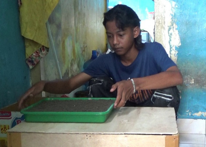 Remaja di Palembang Sukses Ternak Jangkrik, Raup Untung Jutaan Rupiah Per Bulan