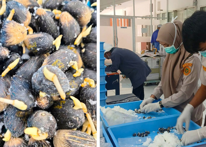 Balai Karantina Sumsel Lakukan Sertifikasi 95.400 Benih Kelapa Sawit Siap Ekspor ke Peru