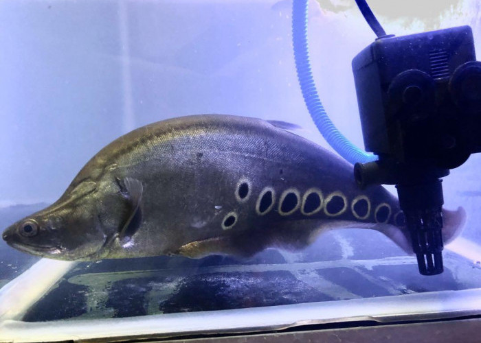 Kenapa Ikan Belido Jadi Ikon Palembang? Simak Penjelasannya
