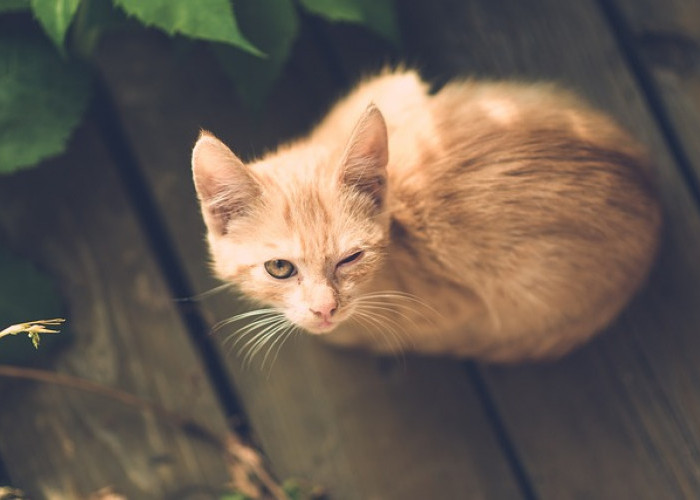 Penyayang Oyen dan Sedulurnya Sebaiknya Tahu Virus Kucing Berbahaya
