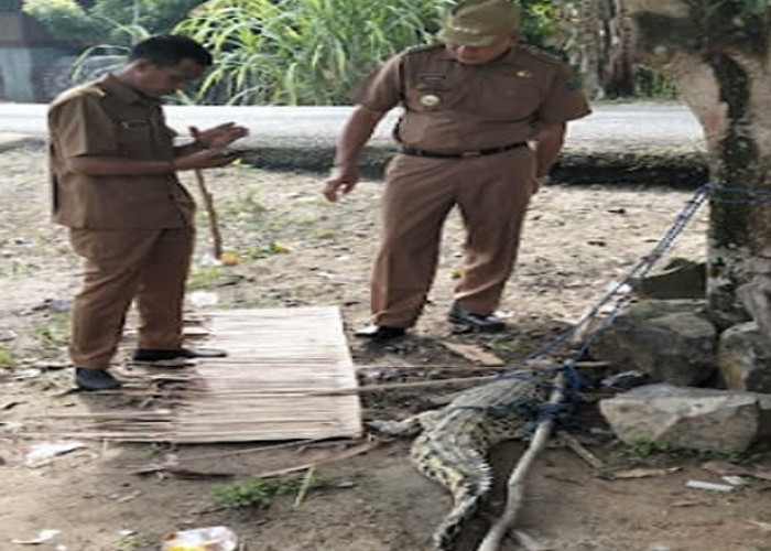 Warga Jejawi OKI Tangkap Buaya di Sungai Air Itam