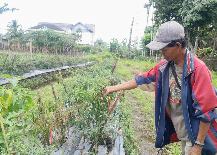 Petani Resah! Musim Hujan Bawa Hama, Tanaman Cabai Terancam