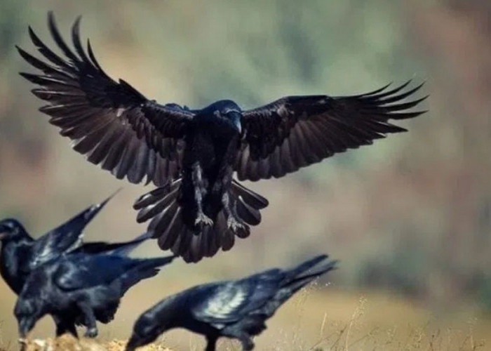 Misteri Kicauan Burung Gagak Yang Diidentikan Dengan Kabar Kematian 